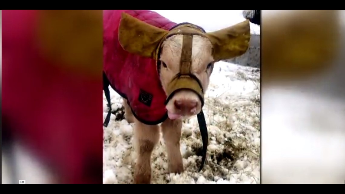 Farmers use Wisconsin-crafted ear muffs to protect calves from