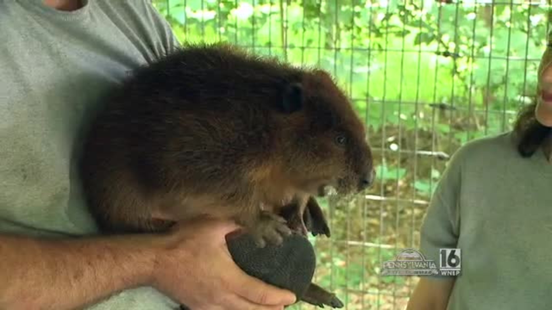 Second Chance Wildlife Center Beaver Update