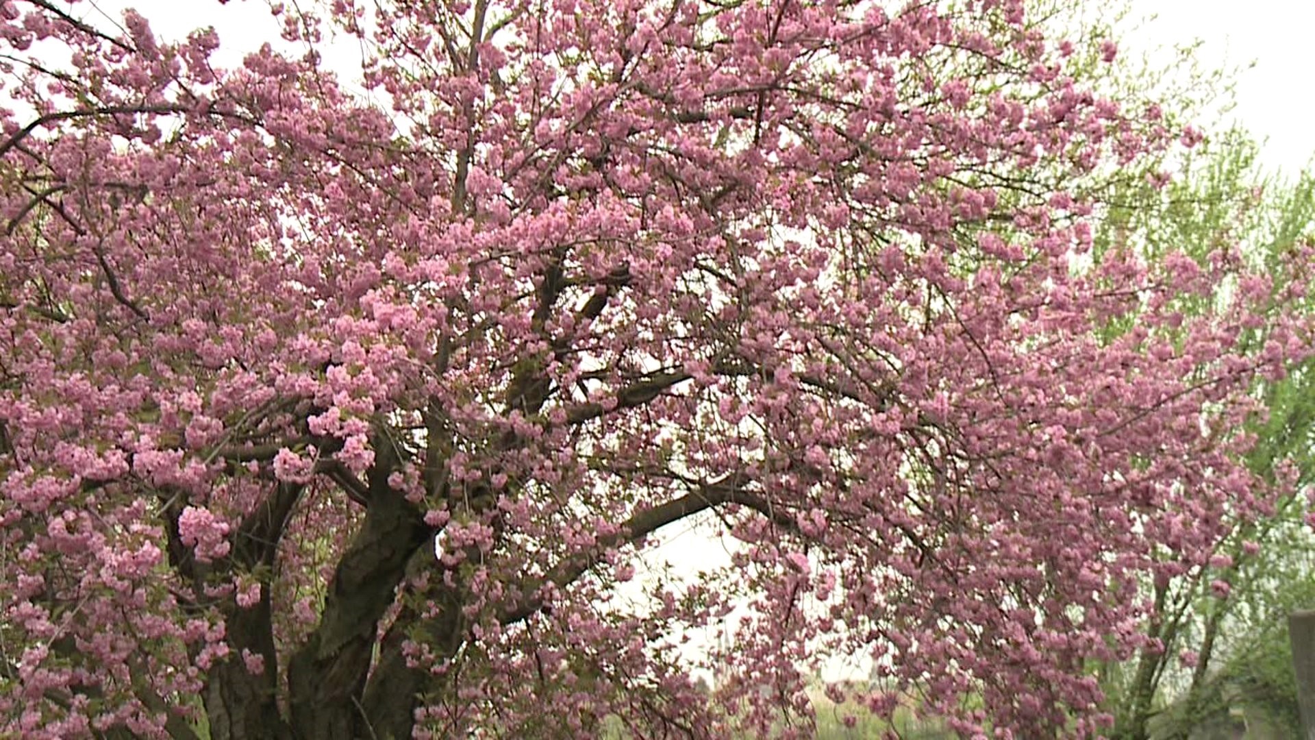 Cherry Blossom Festival in West Pittston