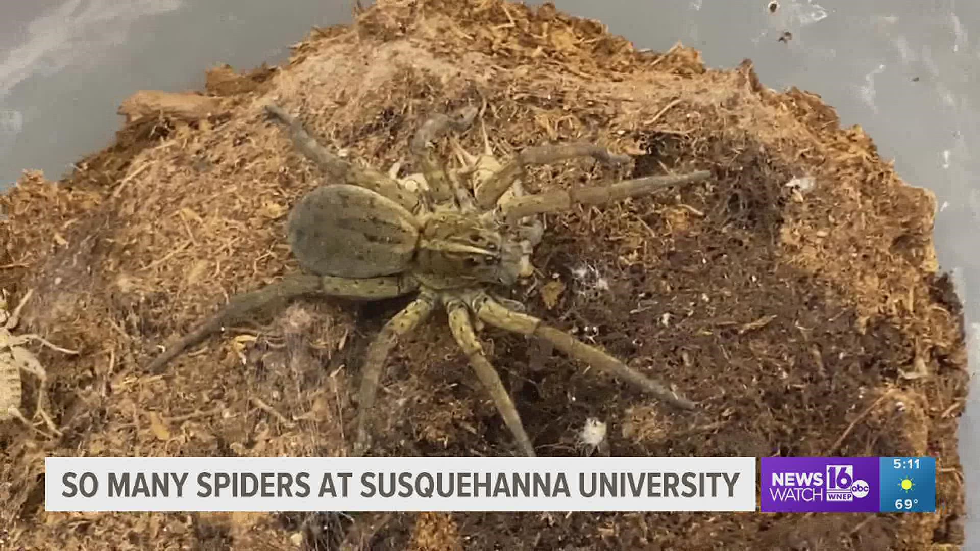 FS1121: Spiders of Medical Importance (Rutgers NJAES)