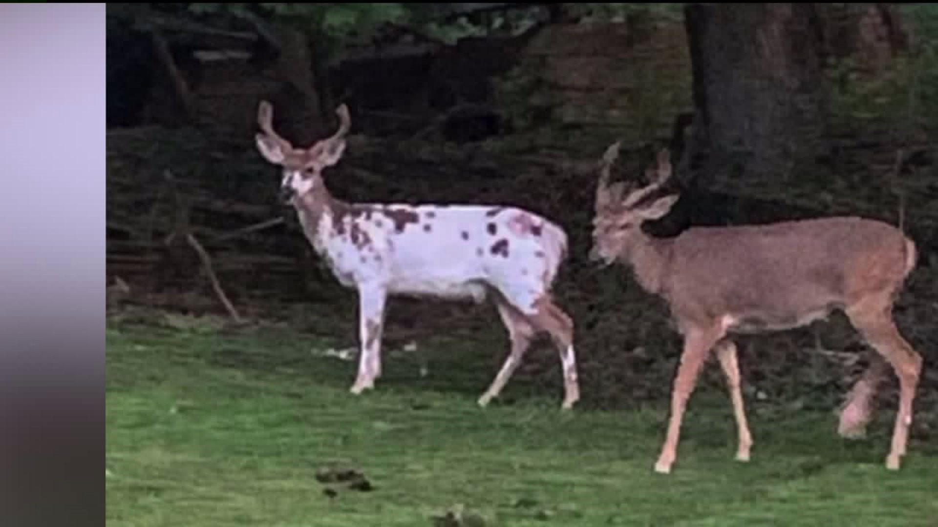 Piebald Deer Turning Heads in Luzerne County