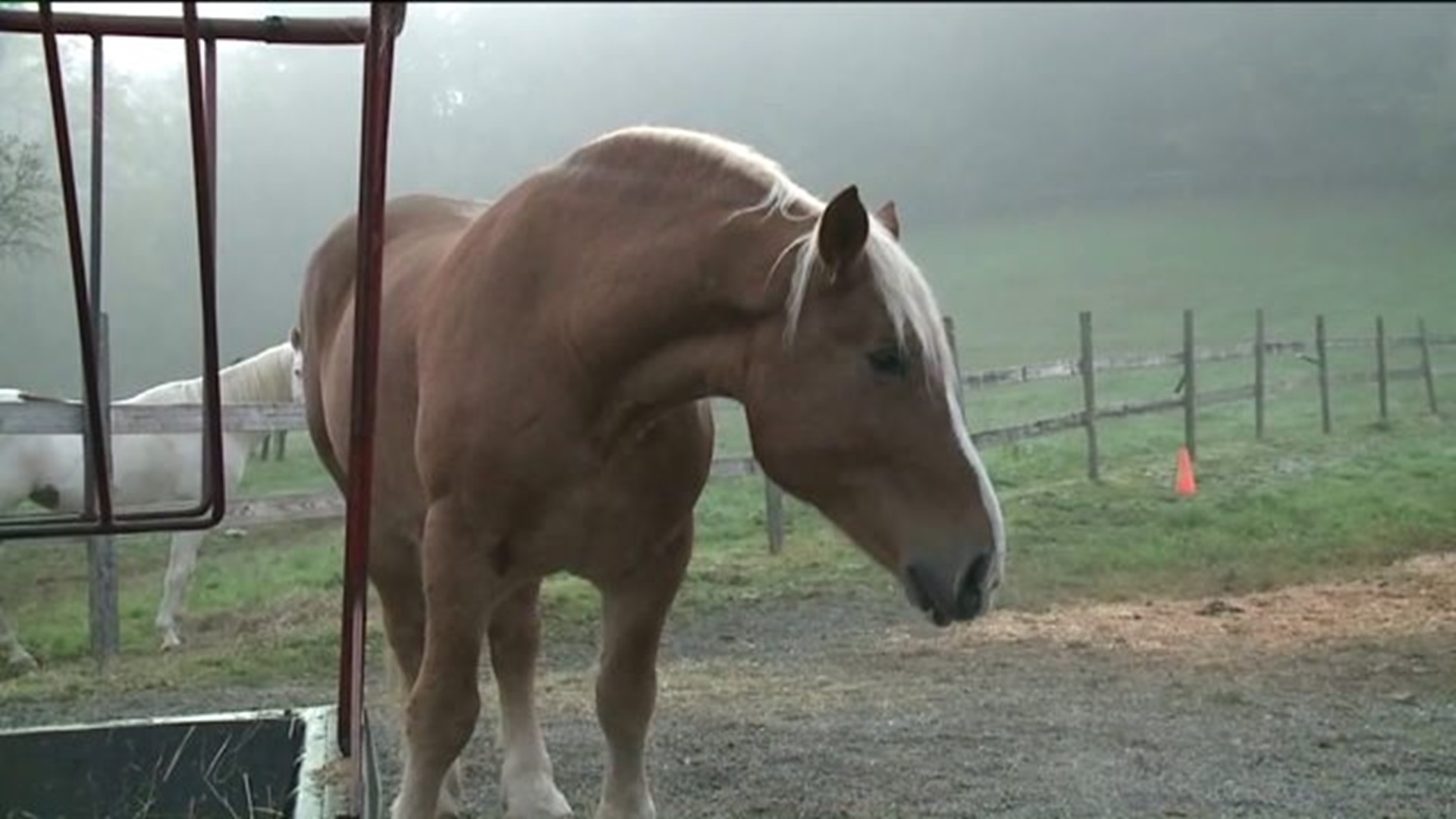 Horse Farm Opens Stable to the Community