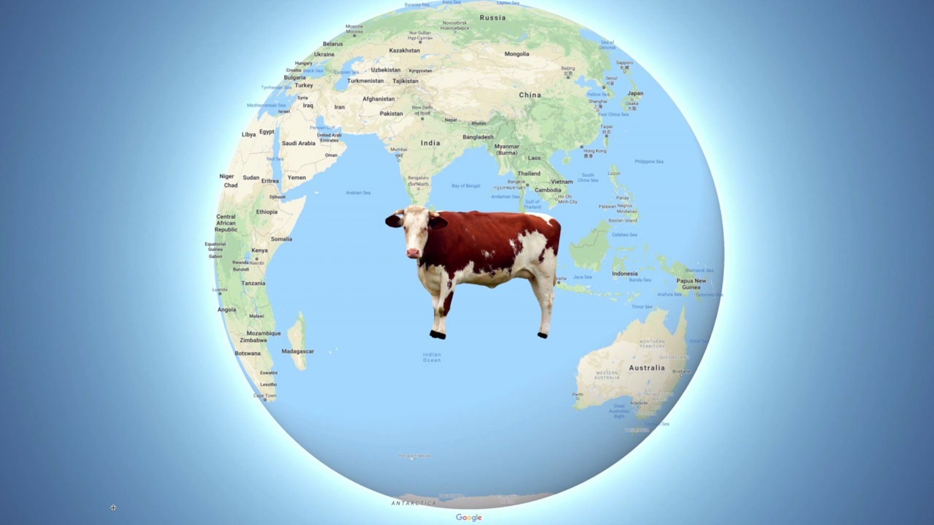 Wham Cam: Number of Cows on Earth?