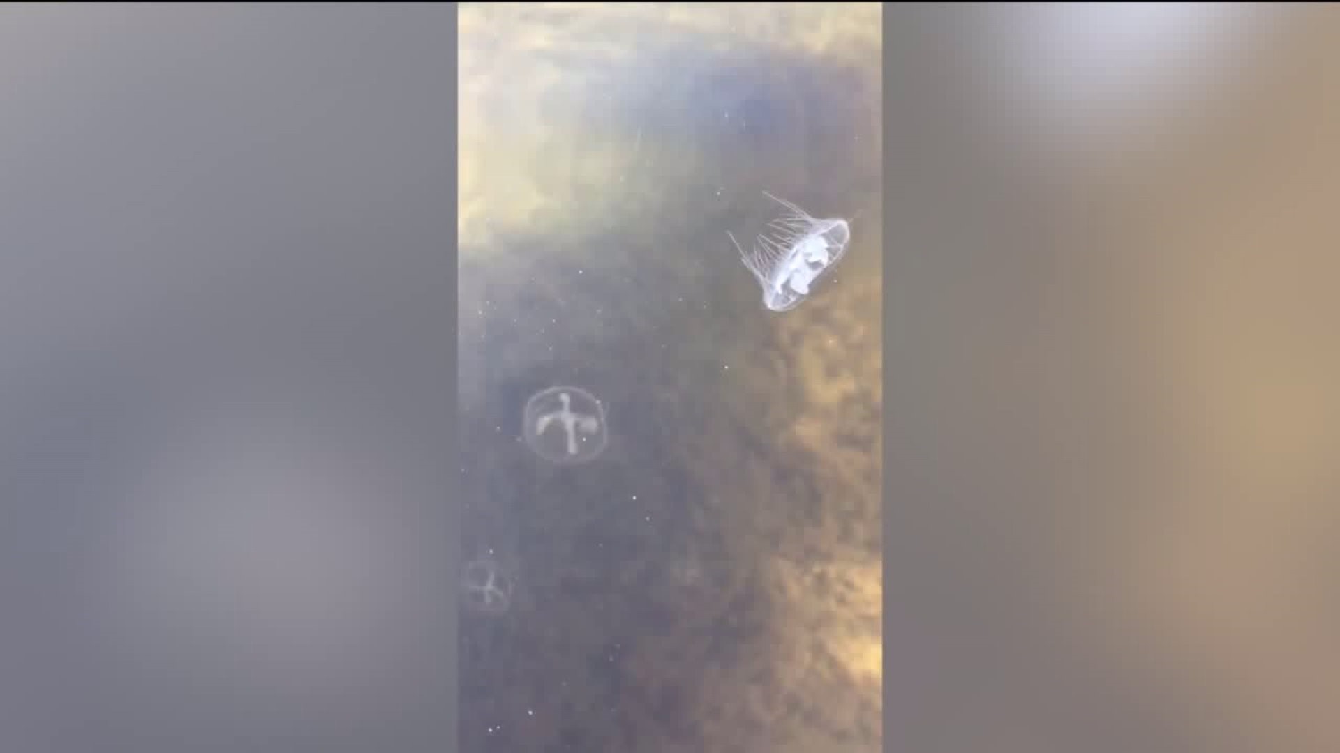 Fresh Water Jellyfish Spotted at Locust Lake State Park