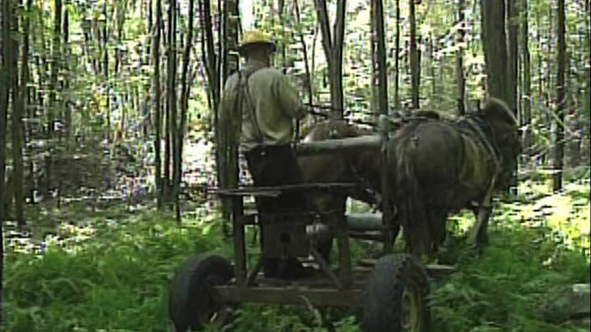 Logging With Horse Power