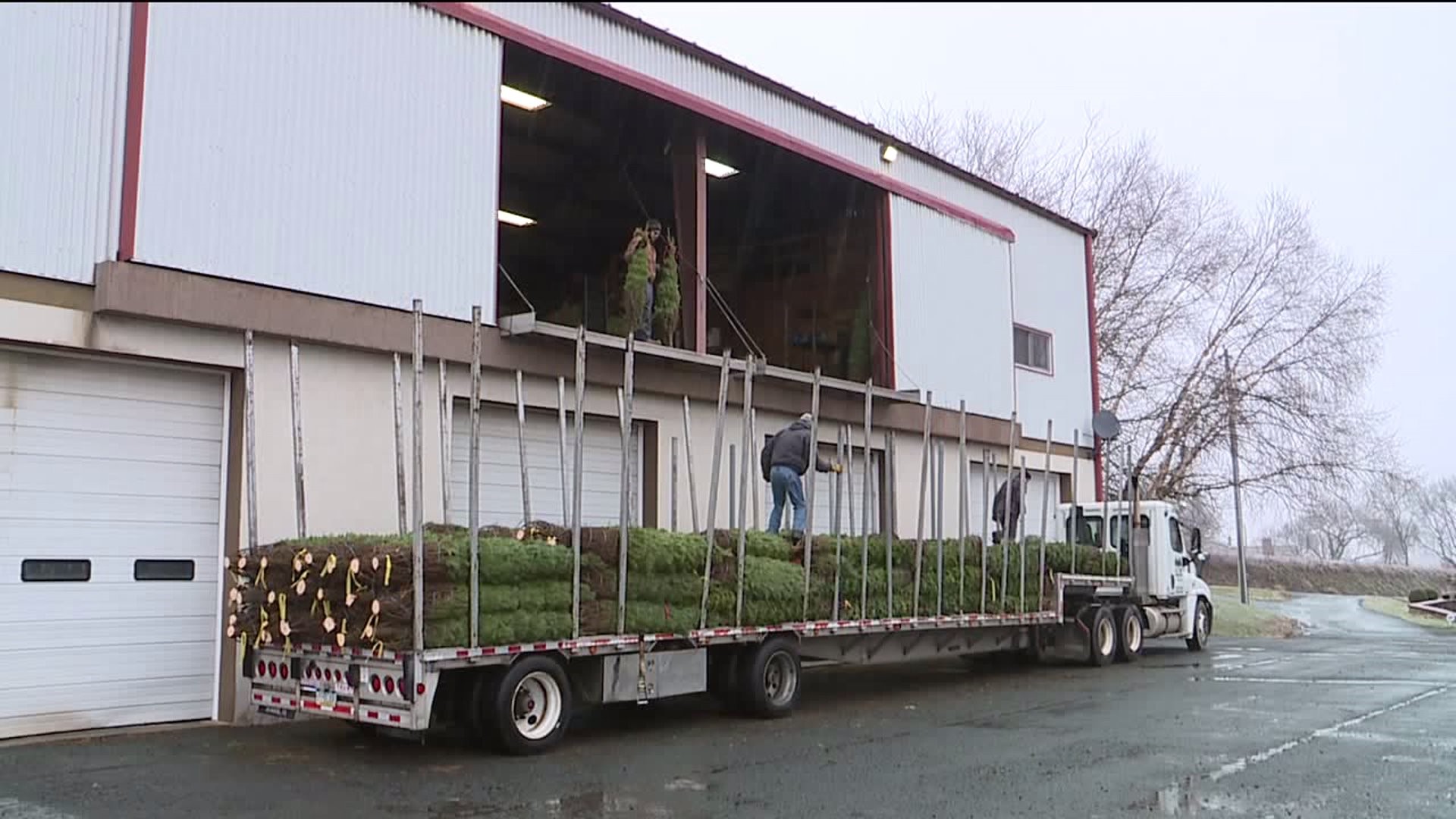 Christmas Tree Wholesalers Wrapping Up Business