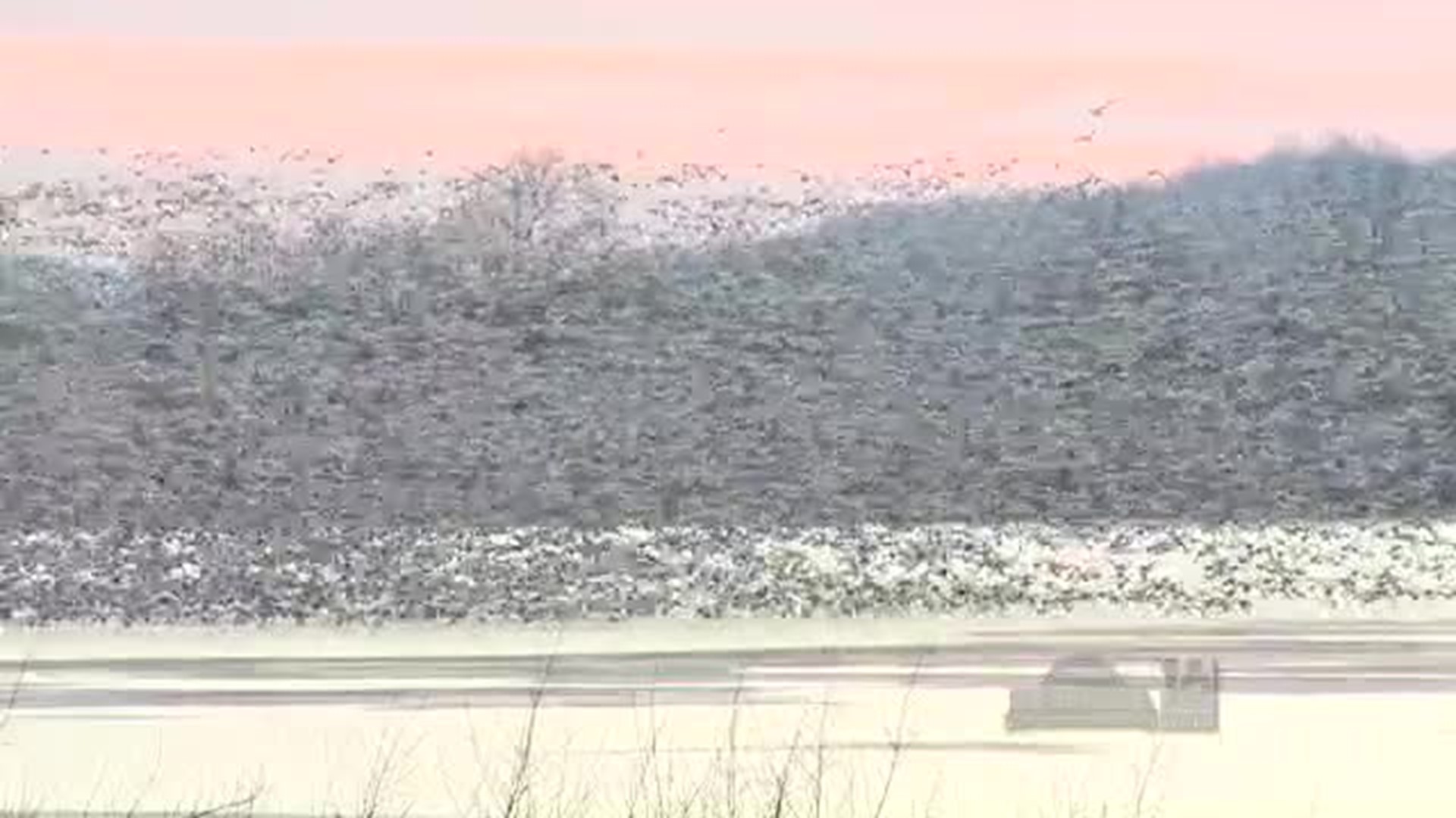 Snow Goose Migration at Middle Creek Wildlife Management Area
