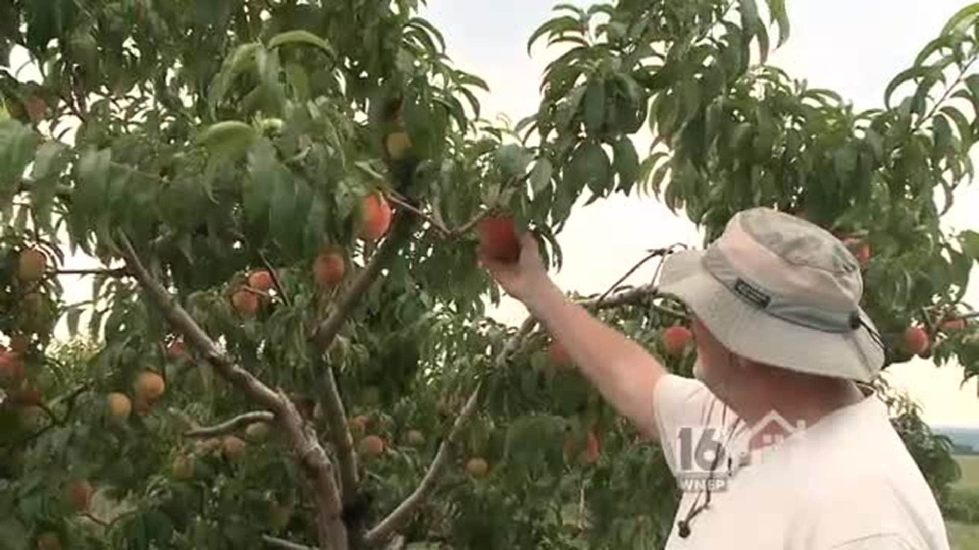 Picking the Perfect Peach