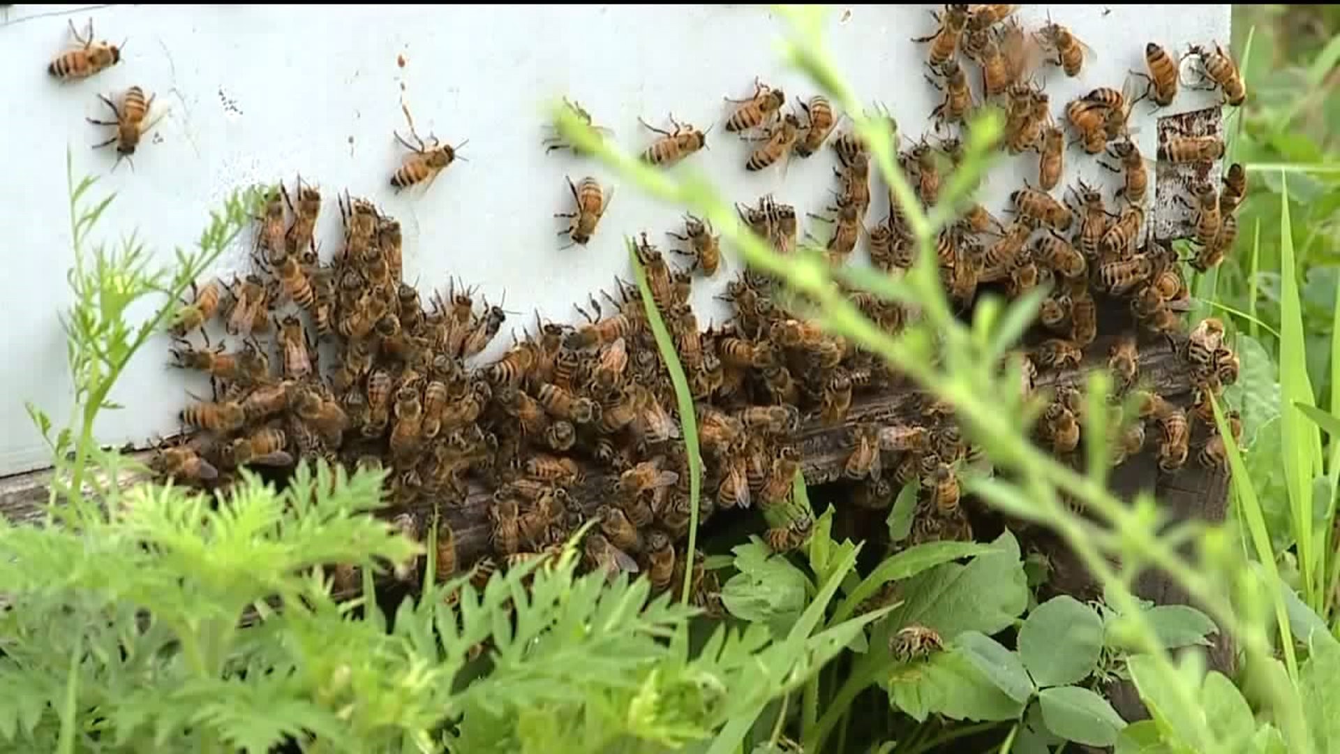Bee Population Declining