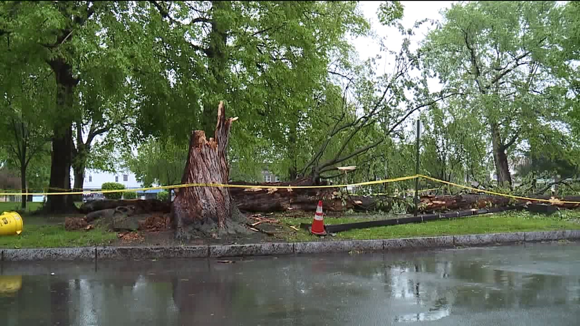Tree Uprooted in Nanticoke