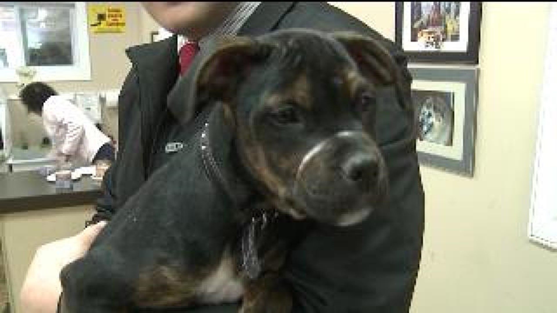 Puppy Tied Up, Later Found Abandoned in Larksville