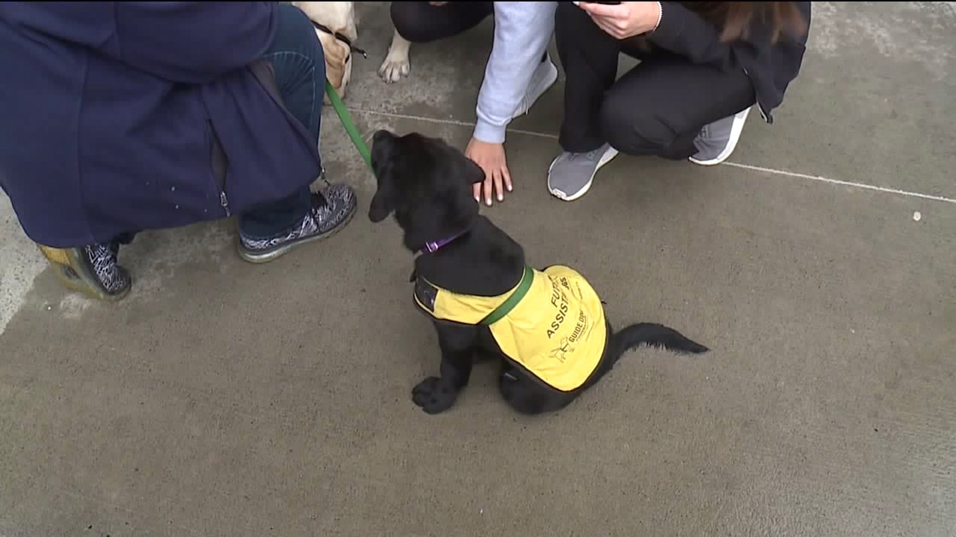 Service Dogs in Training Give Students a Surprise Visit
