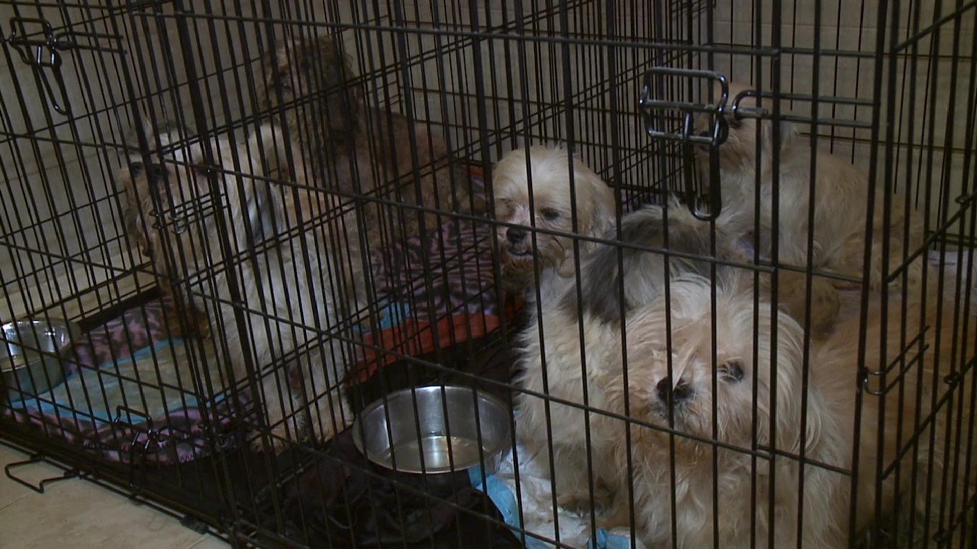 More than 30 dogs rescued from filthy home 