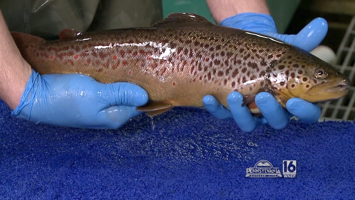 Trout Identification at the Benner Spring State Fish Hatchery