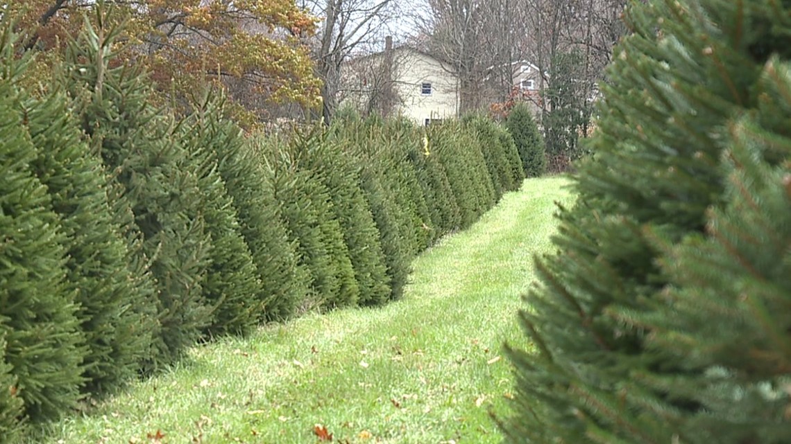 Local Christmas Tree Farms Prepare for Busy Season | wnep.com