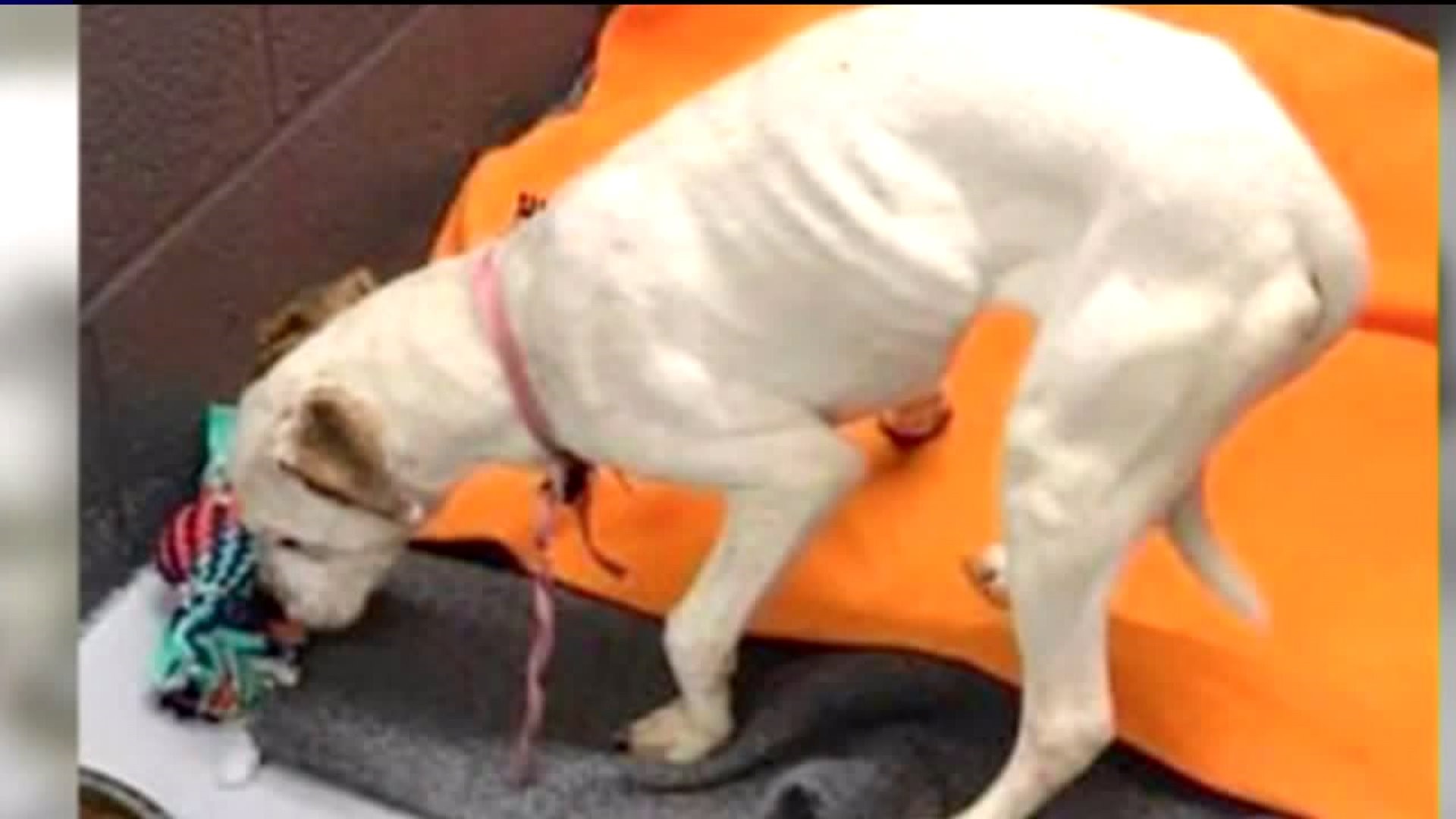Dog Recovering After Being Thrown from Vehicle
