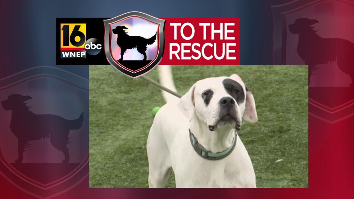 16 To The Rescue: Noel | wnep.com