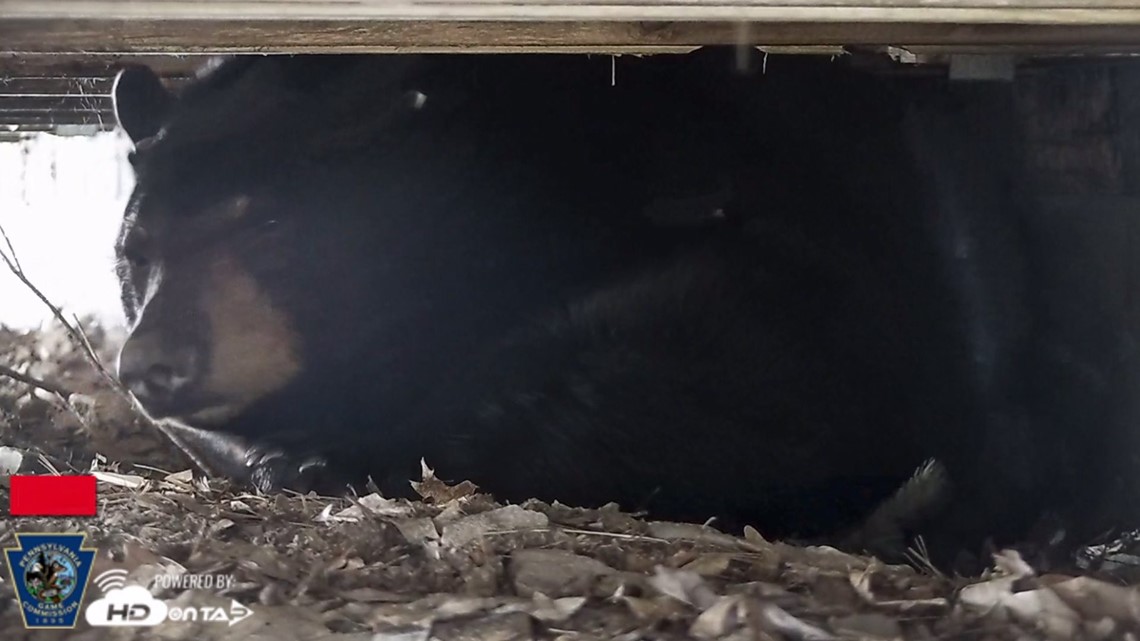 Live Black Bear Den Camera Debuts in the Poconos | wnep.com