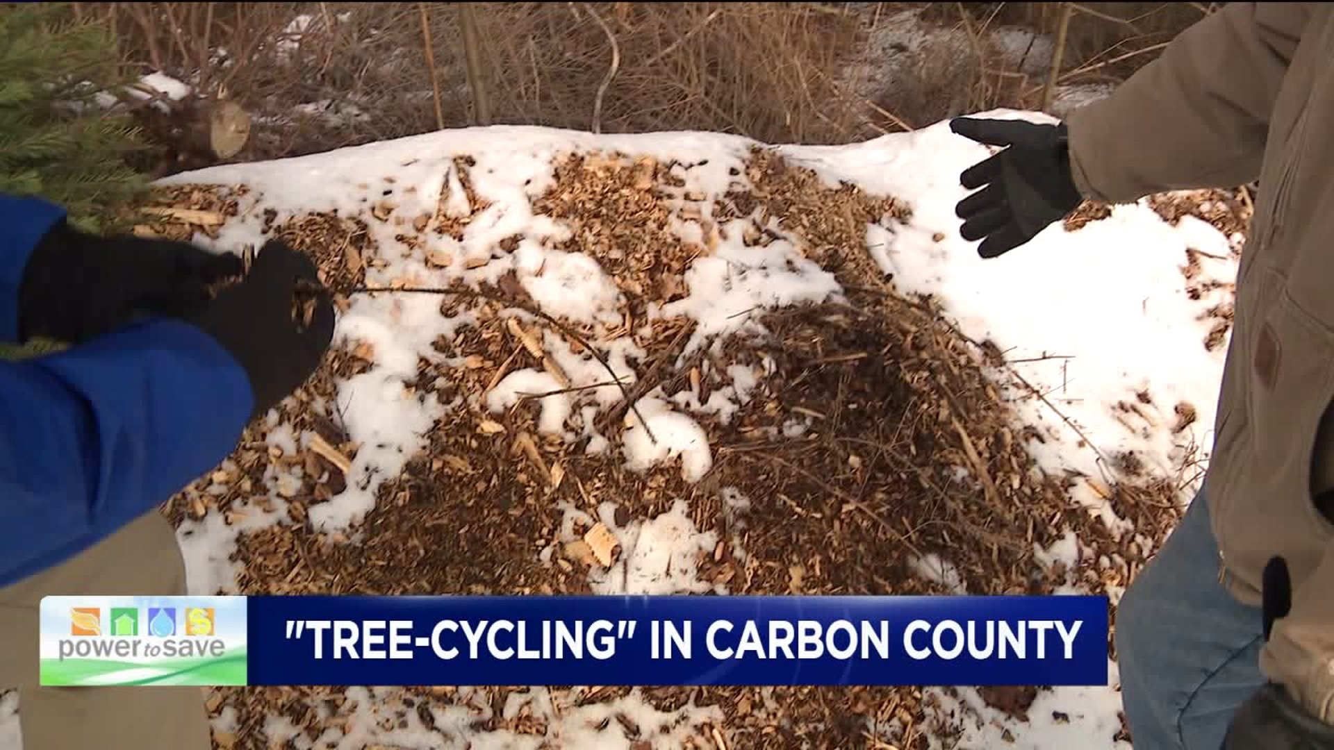 Power To Save: `Tree-cycling` to Help the Environment