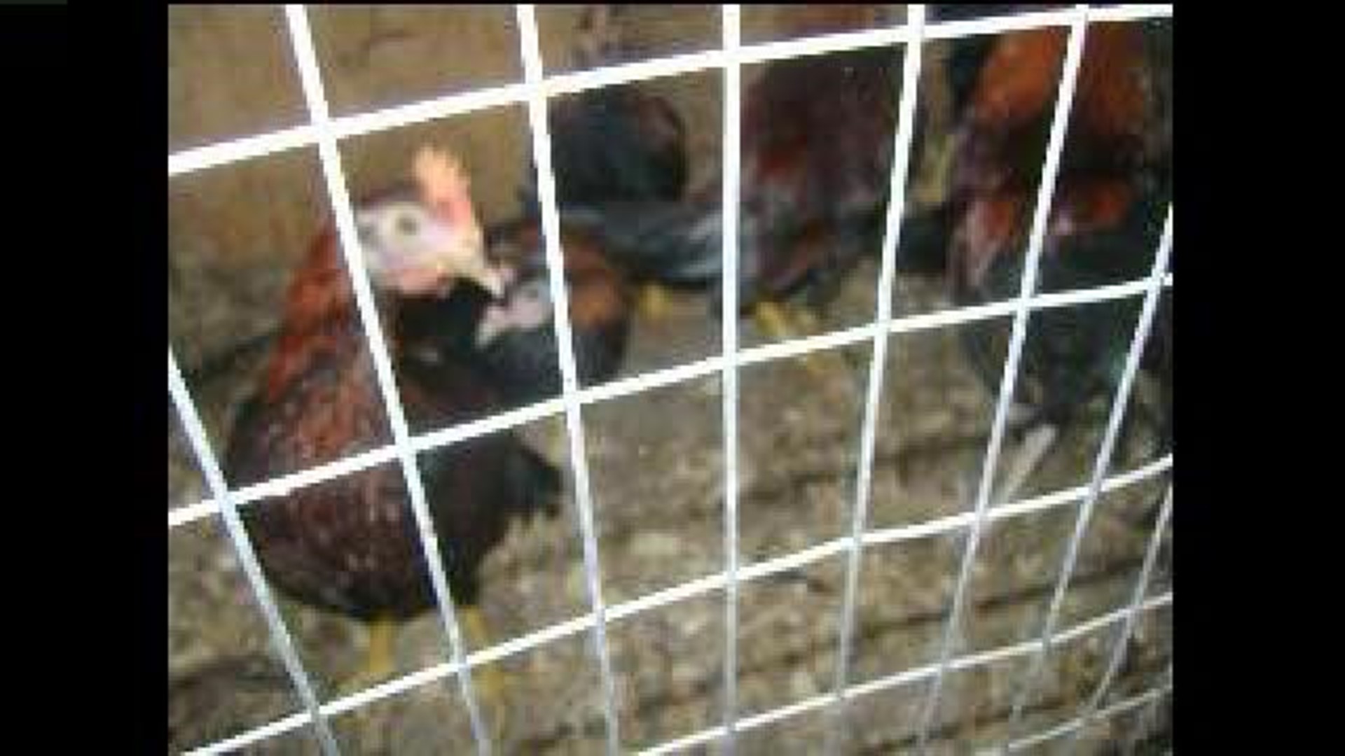 Chickens Taken From Hazleton Home, Questions Remain