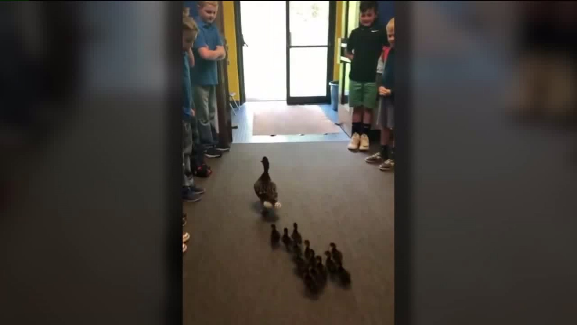 School Releases Ducklings into the Wild