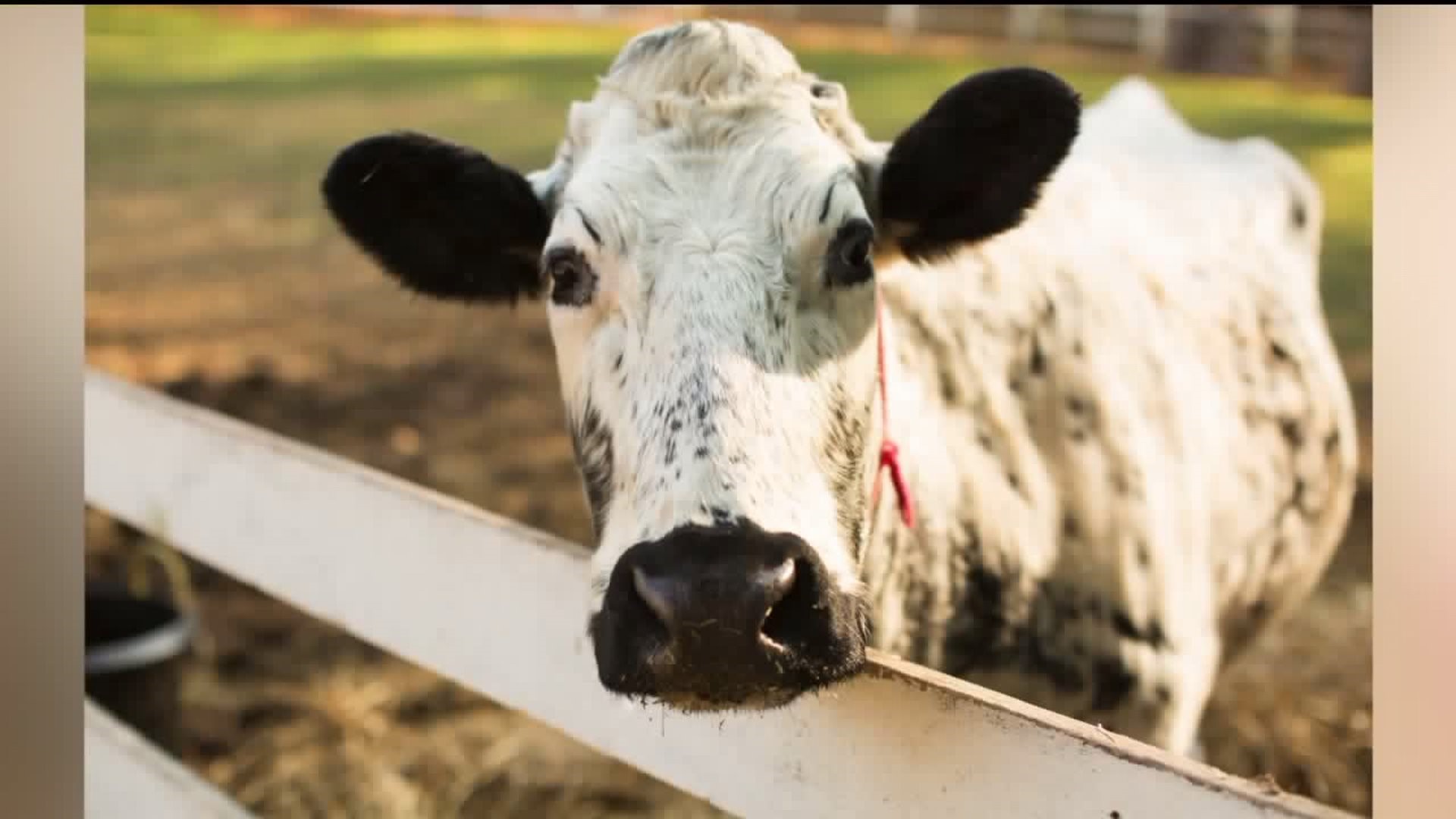 Legacy of `Cookie the Cow` Lives On at Lands at Hillside Farms