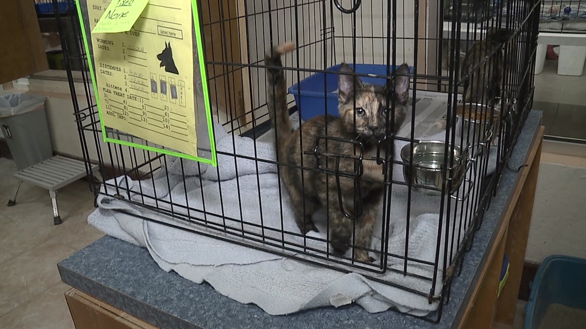 Street Cats and Dogs held an adoption event at their headquarters in Nay Aug Park.