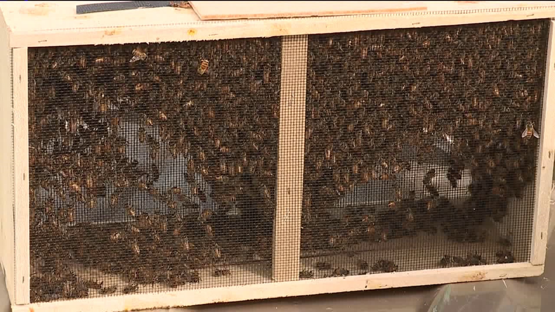 Bee Day in Union County
