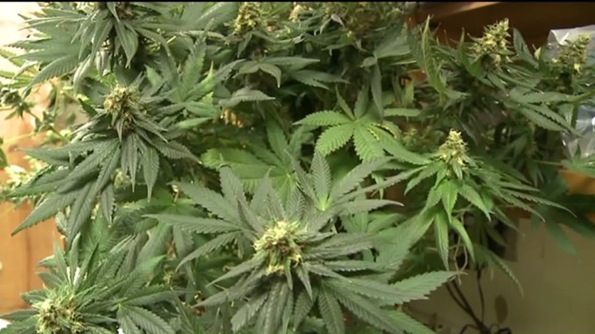 Medical Marijuana Grower Applicant Growing Controversey in Wyoming County Neighborhood