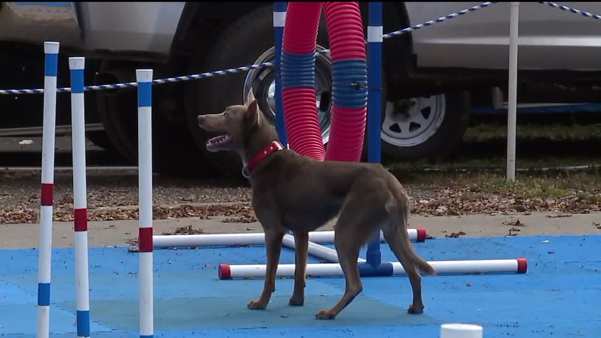 Rescue 'Mutts' Shine at Bloomsburg Fair