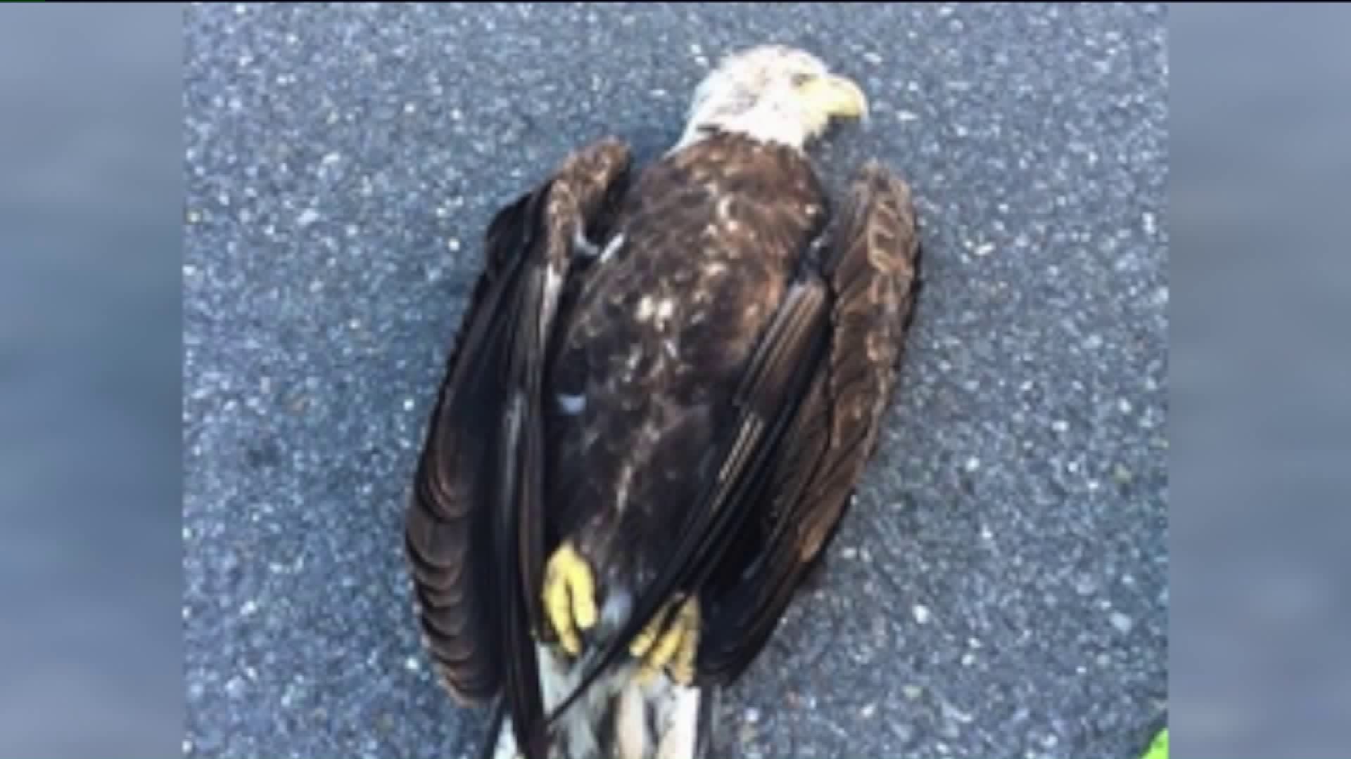 PennDOT Worker Tries to Help Injured Bald Eagle
