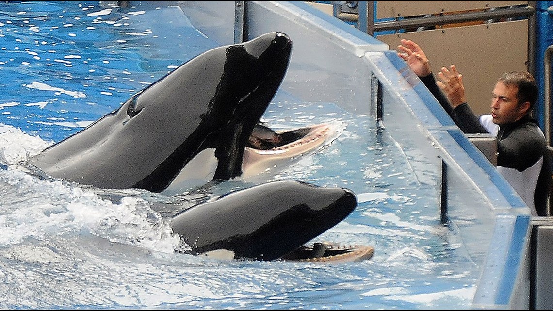 The SeaWorld Orca Profiled in ‘Blackfish’ Documentary Has Died | wnep.com