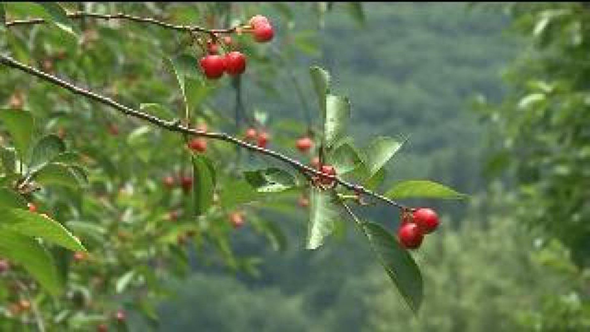 Cherry Crops ‘Picked Over’ by Tough Winter