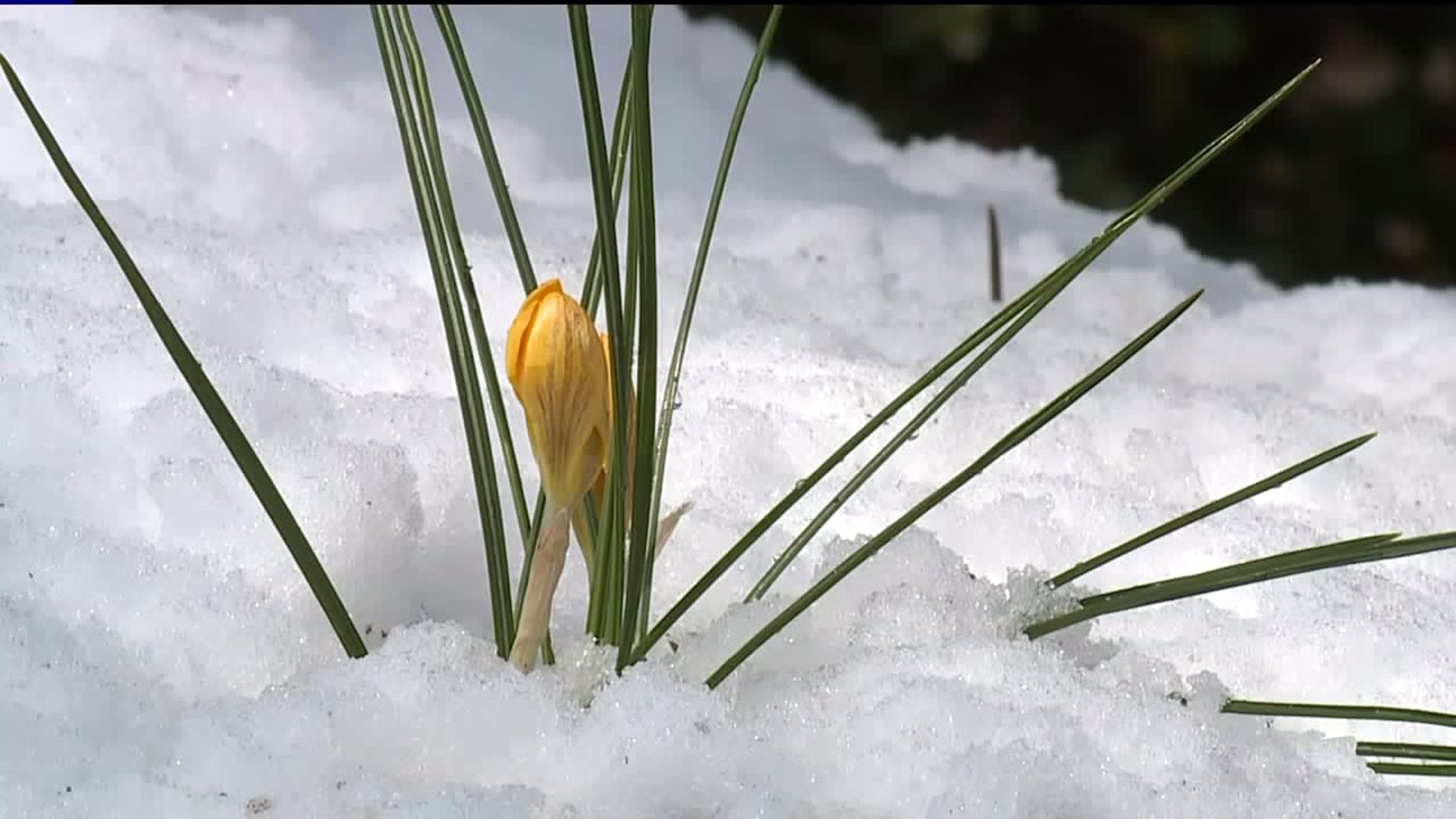 April Snow Hits Williamsport Area