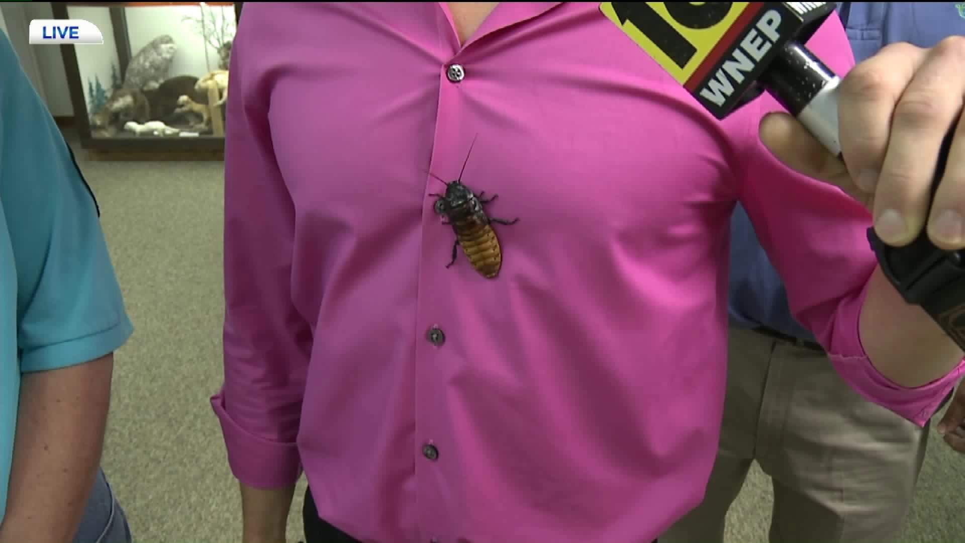 Bug Fest Coming to Monroe County