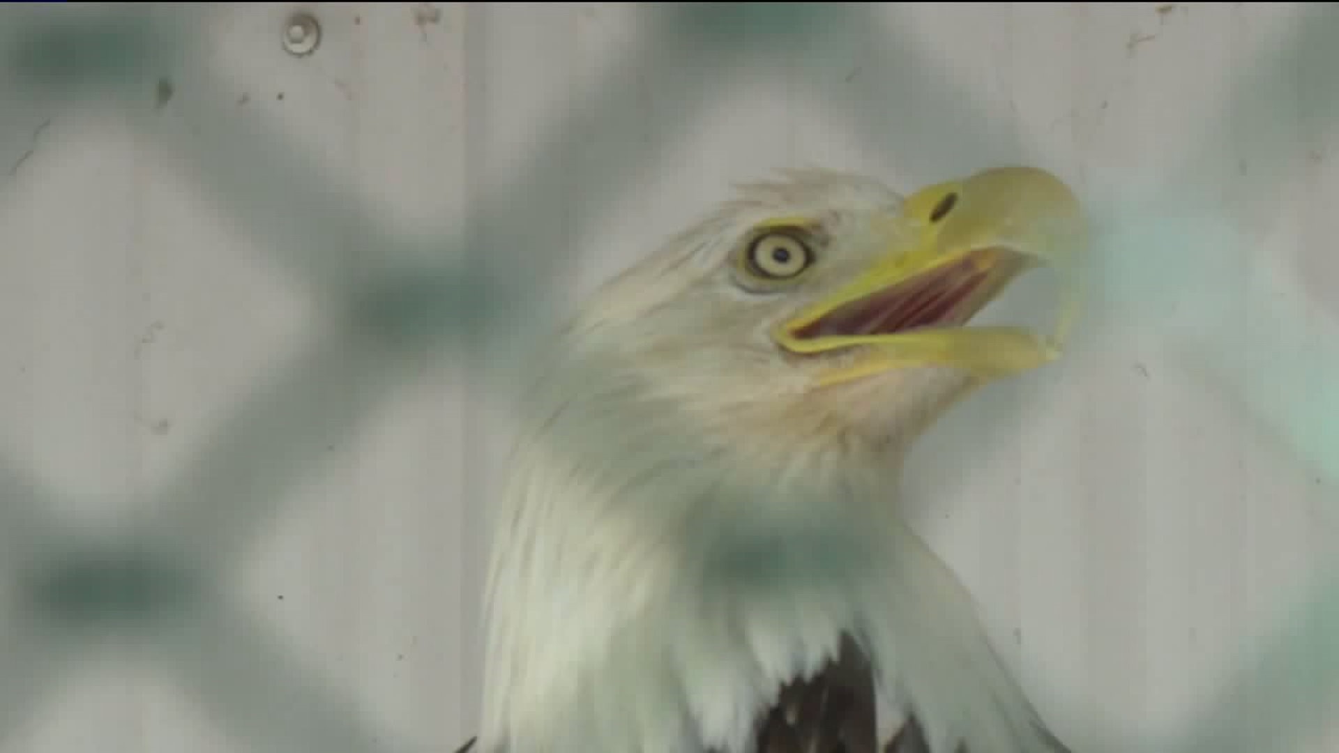 Bald Eagle Dies from Electrocution