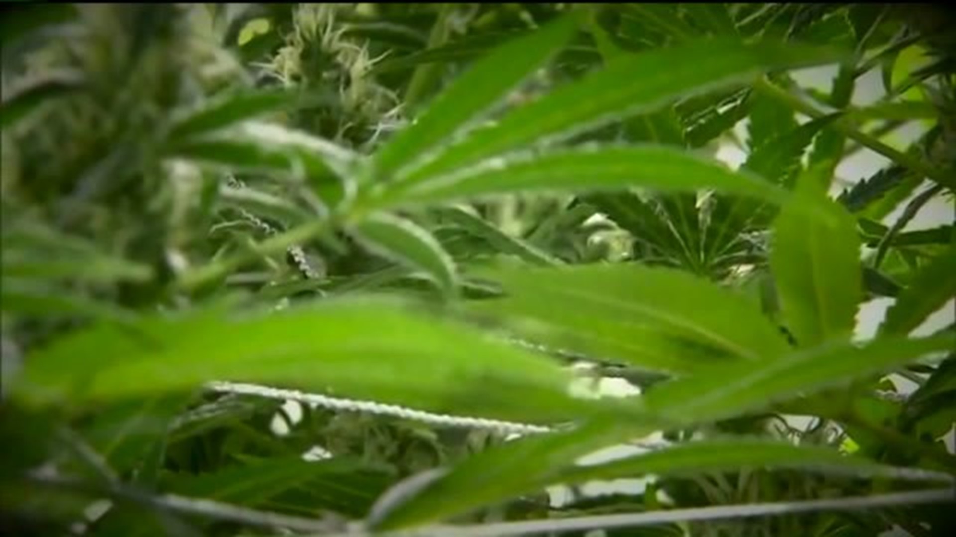 Residents Weigh In on Medical Marijuana in the Poconos