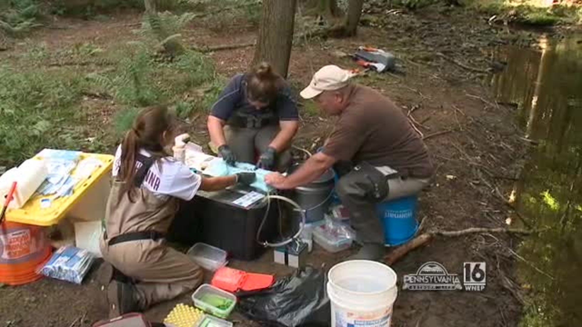Brook Trout Research/Surgery