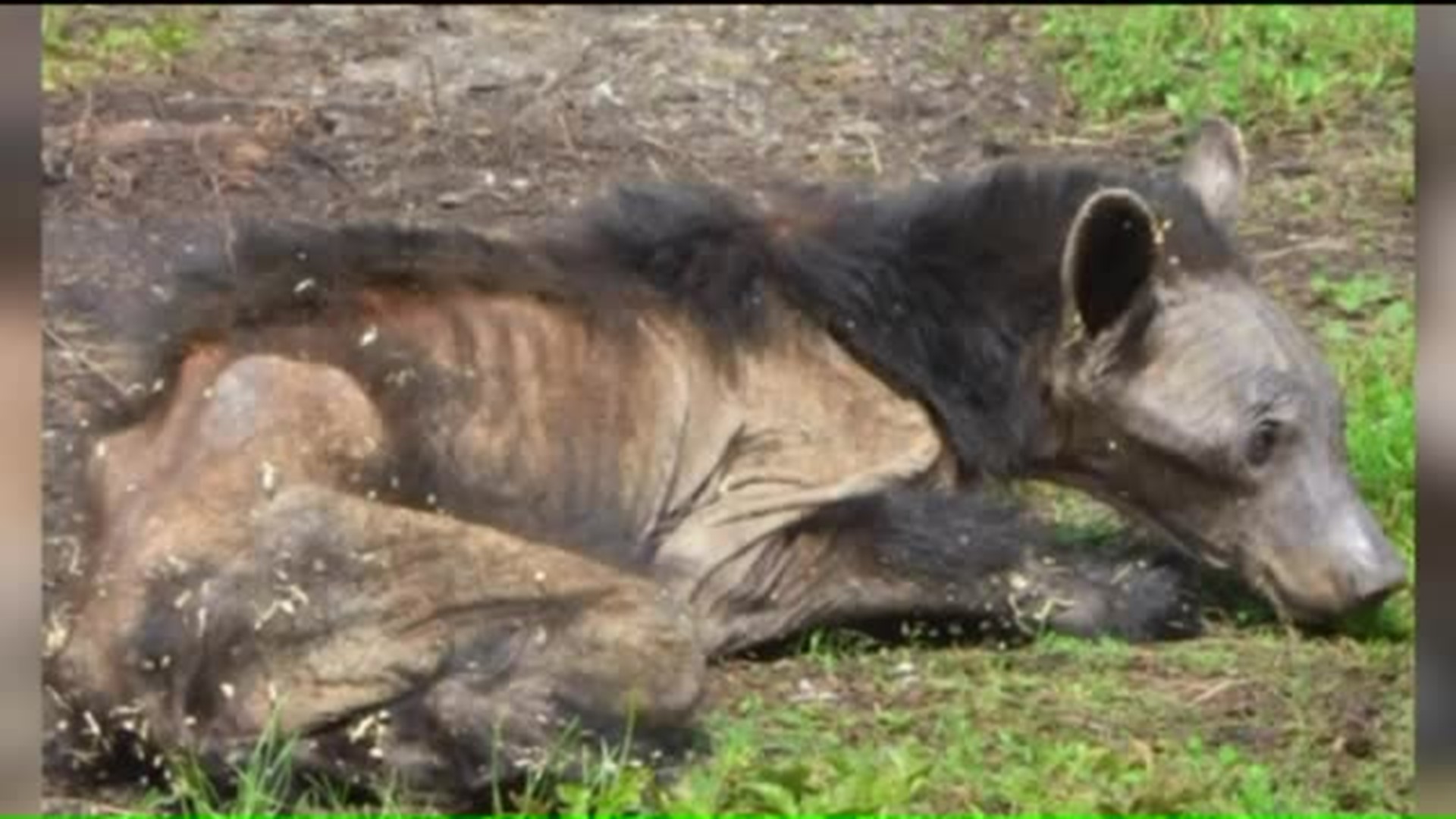 Bears in Central PA Suffering from Mange