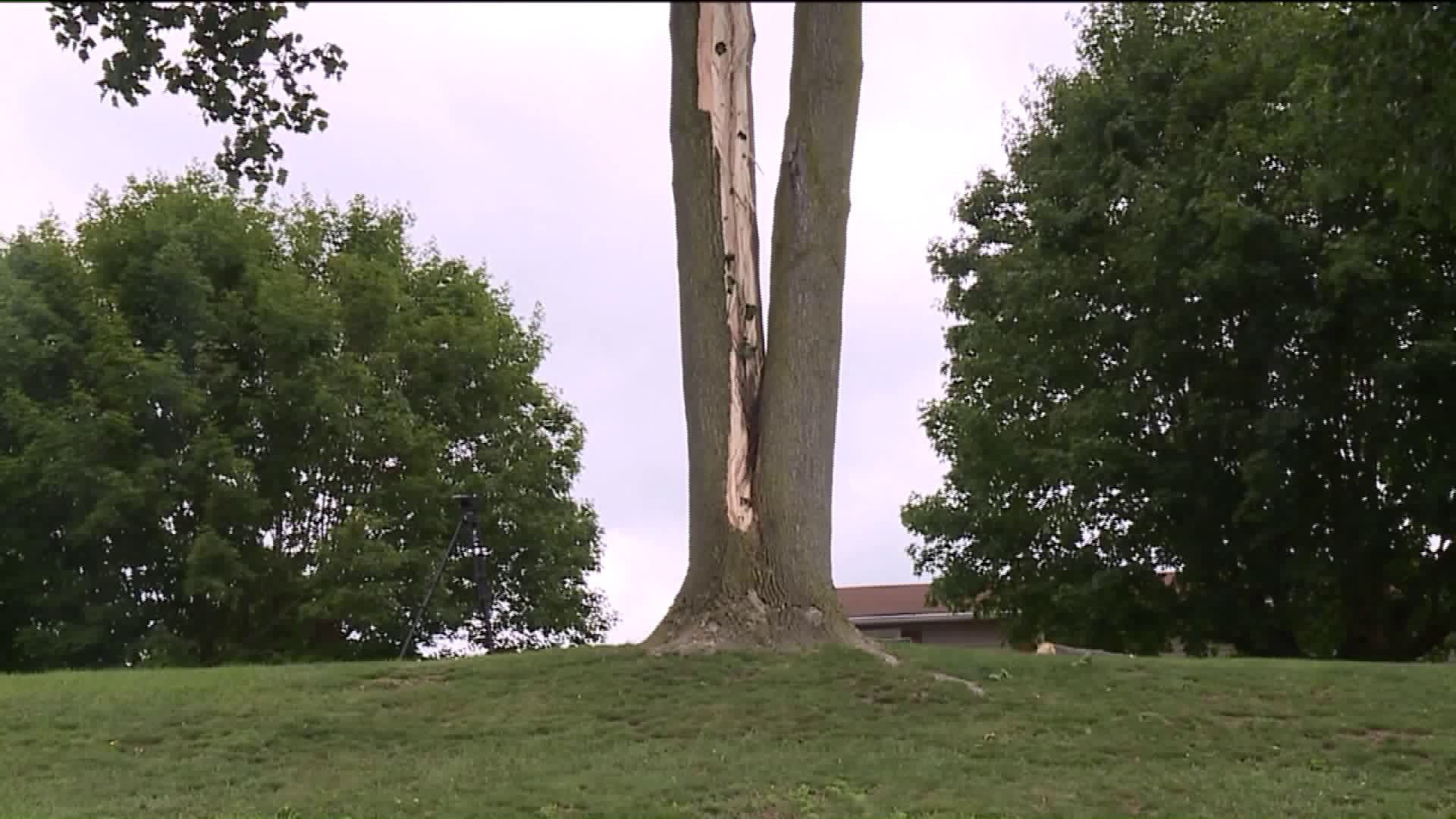 Family Cleaning Up After Lightning Strikes Tree