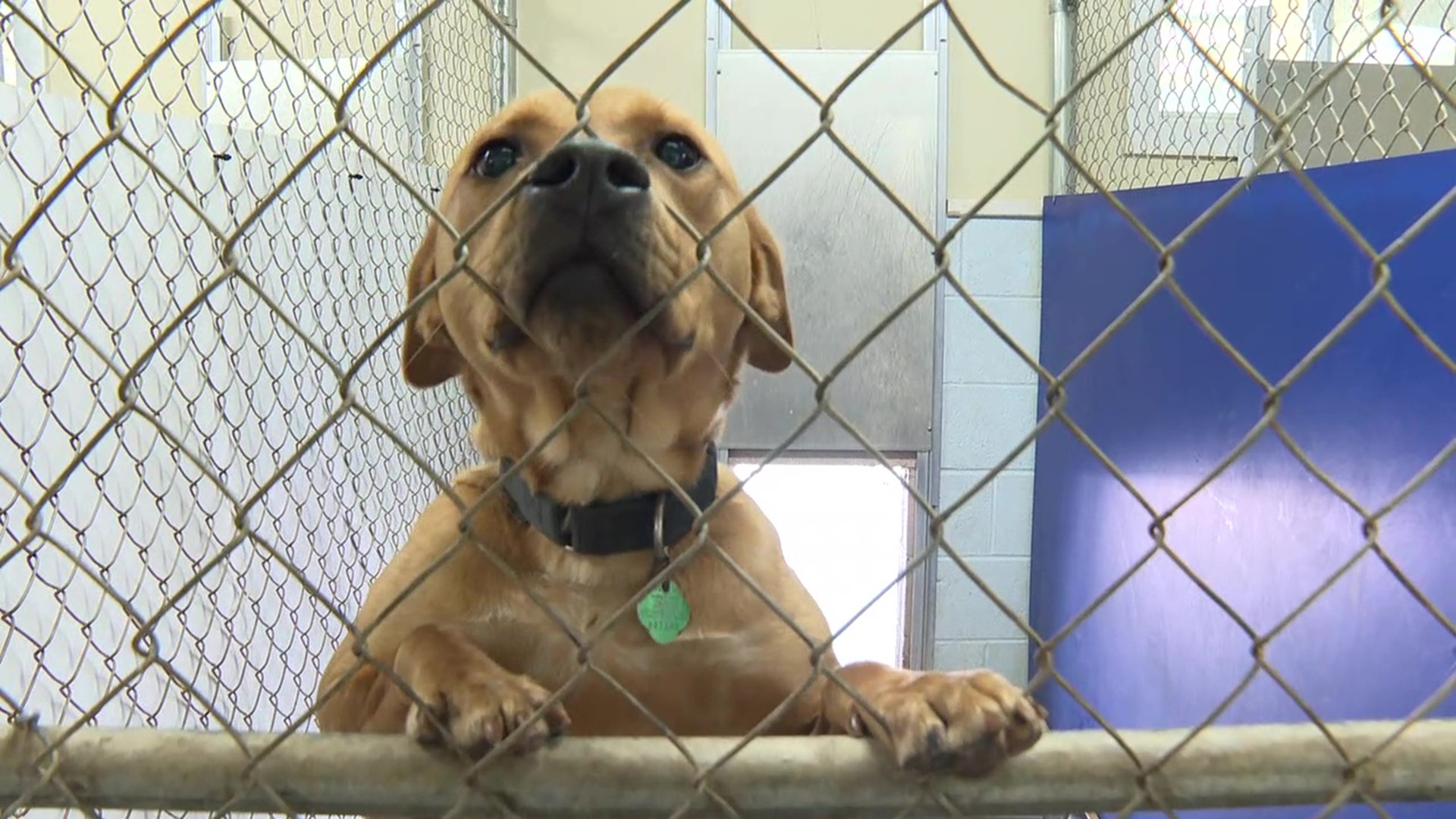 Animal shelters: It's the right time to adopt | wnep.com