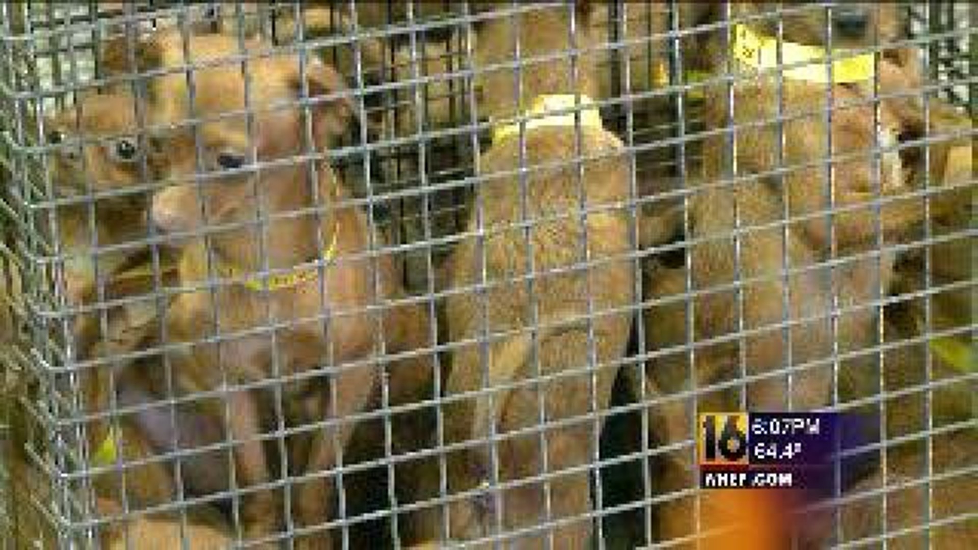 Officials: Hoarding, But Owners Cared For Dogs