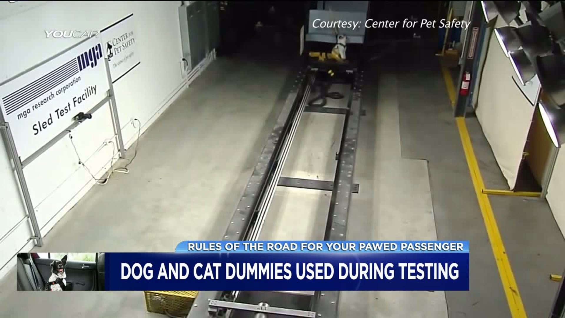 Dog and Cat Dummies Used During Testing