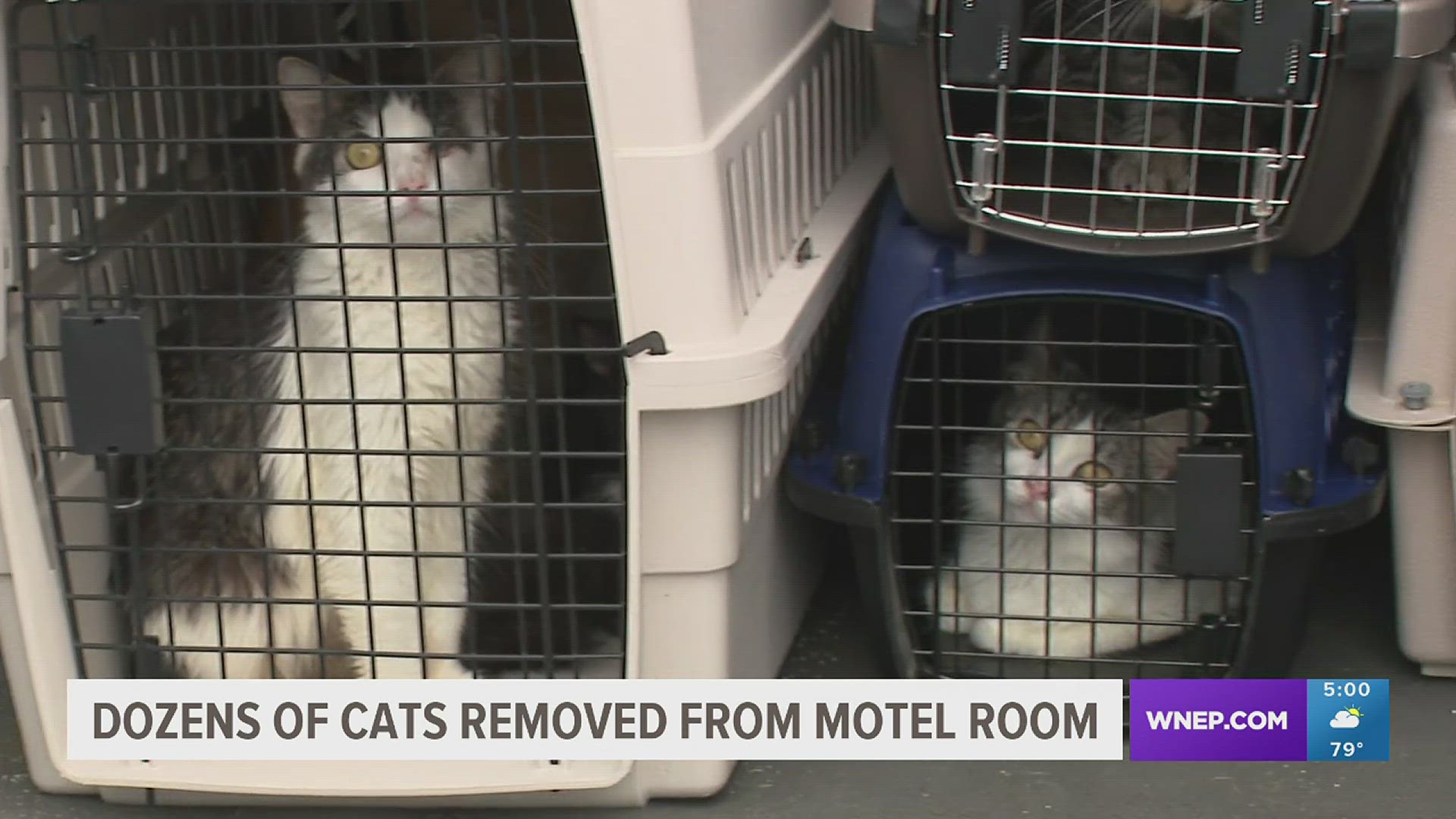 Police found two people and dozens of cats living in filthy conditions in an apartment in Moosic.