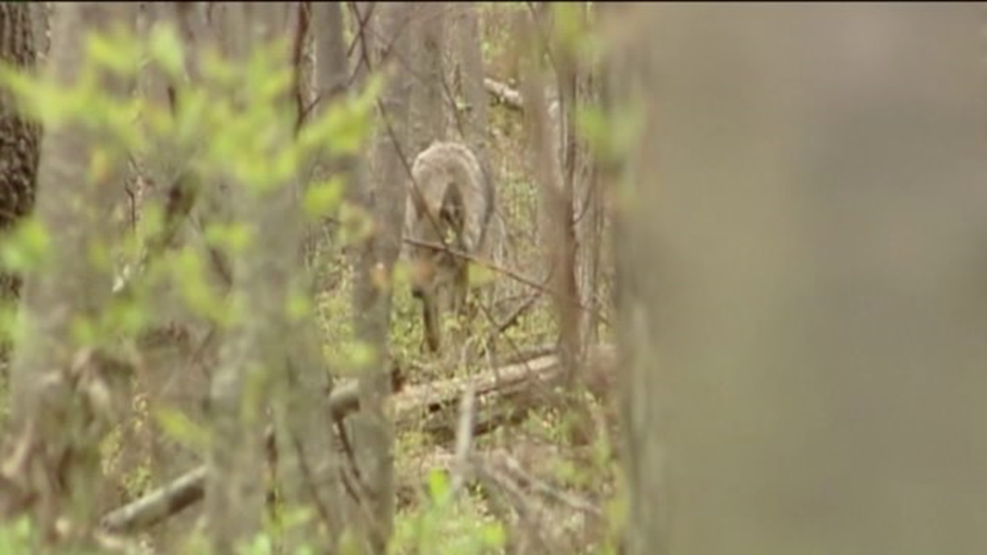 Hundreds Gather for Northeast Regional Coyote Hunt