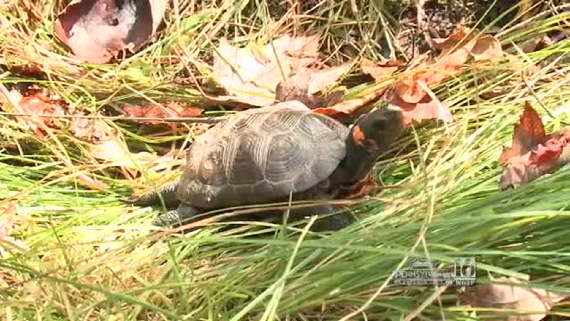 Bog Turtle Habitat Restoration & Kioti Krazy Contest Clue #2