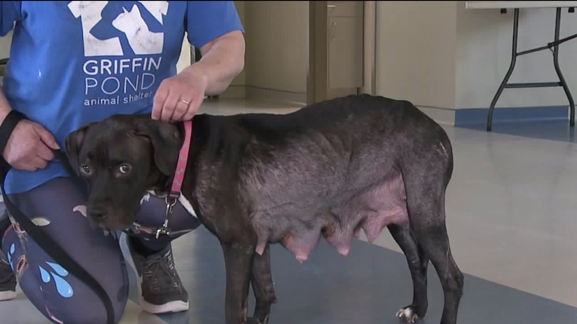 Emaciated Dog Dumped in Scranton
