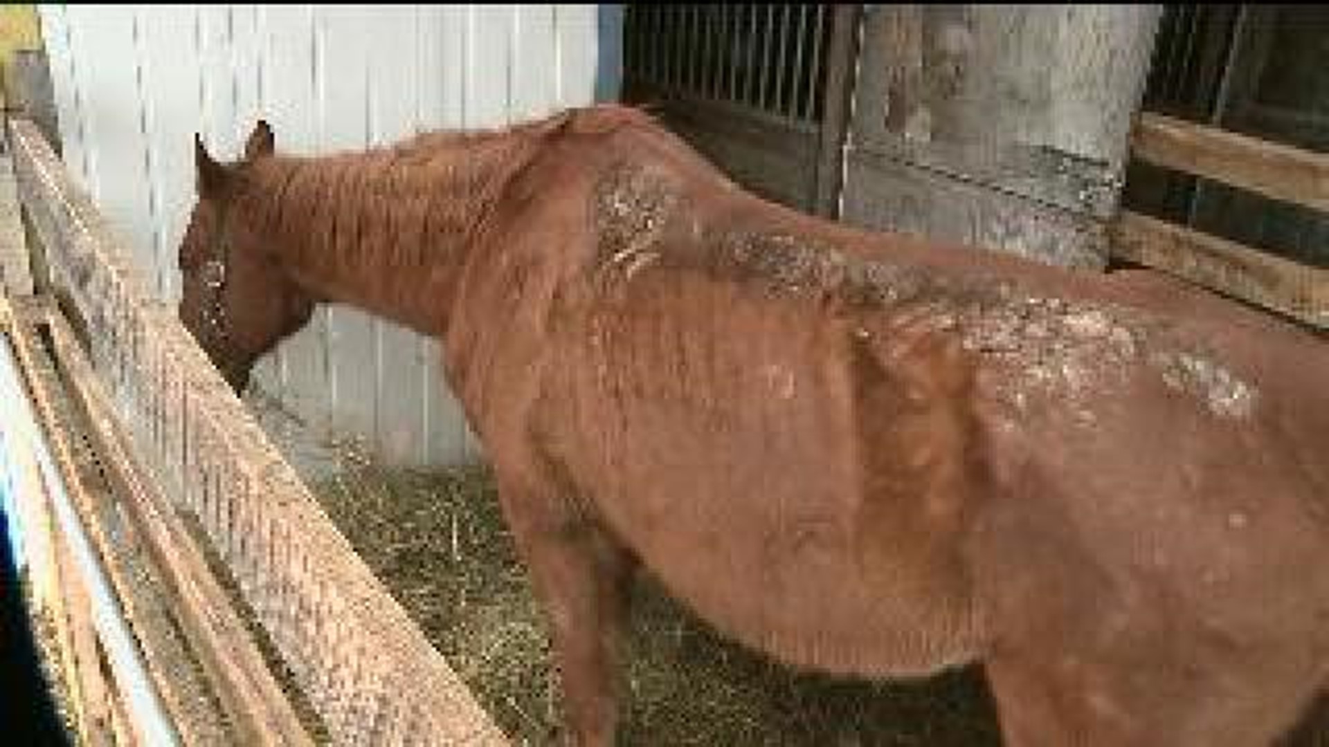 Horses Seized by Humane Officers for Suspected Neglect
