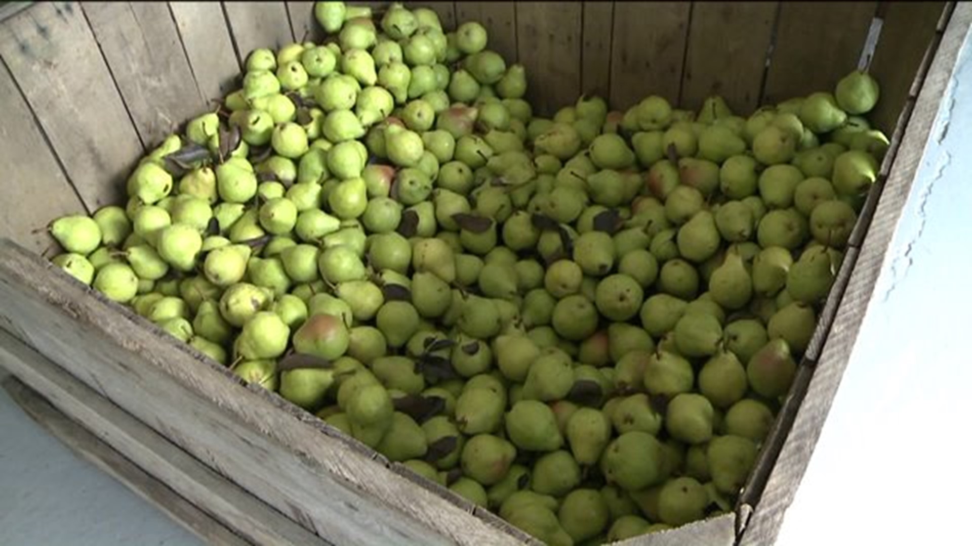 Pear Cider Sells Out at Ritter's Cider Mill