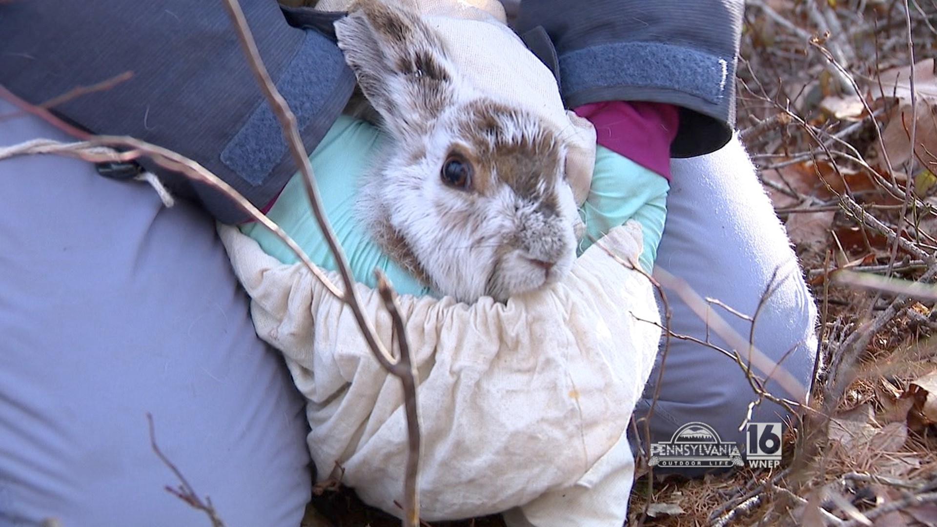 The Pennsylvania Game Commission is working hard to save the snowshoe hare.